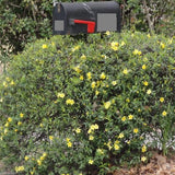 Carolina Jessamine - 3.5 inch Pots (Minimum Quantity: 25 Plants)