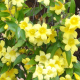 Carolina Jessamine - 3.5 inch Pots (Minimum Quantity: 25 Plants)