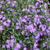 Veronica 'Georgia Blue'