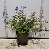 Veronica 'Georgia Blue' in pot