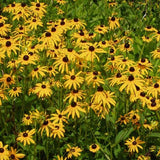 Rudbeckia 'Goldsturm' - Black-Eye-Susan