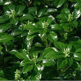 Pachysandra terminalis 'Green Sheen'