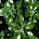Pachysandra terminalis 'Green Sheen'