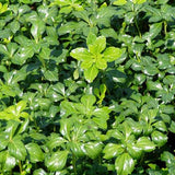Pachysandra terminalis 'Green Sheen'
