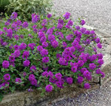 Verbena 'Homestead' - 3.5 inch Pots (Minimum Quantity: 25 Plants)