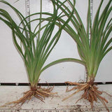 Hemerocallis 'Hyperion', Daylily bare root