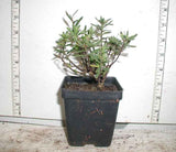Iberis Candytuft