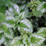 Lamiastrum 'Variegatum'