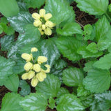 Lamiastrum 'Variegatum' flowers