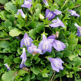 Mazus reptans - 4.5 inch Pots - Flat of 10