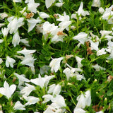 Mazus reptans 'Alba'