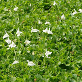 Mazus reptans 'Alba'