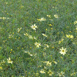 Coreopsis 'Moonbeam' in a wildflower meadow.