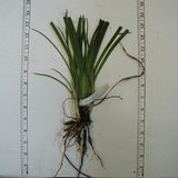 Hemerocallis 'Nashville Star' daylily bare root sample