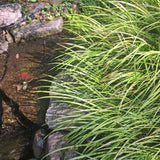 Acorus 'Ogon' by water course