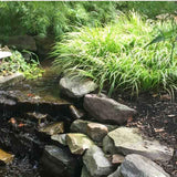 Acorus 'Ogon' by waterfall