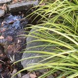 Acorus gramineus 'Ogon' looks great beside streams.