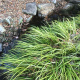 Acorus gramineus 'Ogon' is very pretty beside water features.