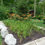 Daylily fulva Orange in planting bed