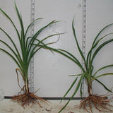 Daylily bare root plant samples