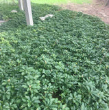 Pachysandra - 3.5 inch Pots (Minimum Quantity: 25 Plants)