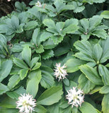 Pachysandra - 2.5 inch Pots (Minimum Quantity: 54 Plants)