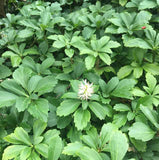 Pachysandra - 2.5 inch Pots (Minimum Quantity: 54 Plants)