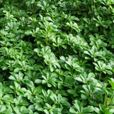Pachysandra terminalis, Japanese Spurge, Pachysandra