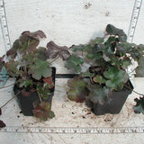 Heuchera micrantha 'Palace Purple'