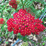 Achillea 'Paprika' distinct red blooms attract butterflies