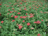 Achillea paprika