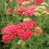 Achillea 'Paprika' dusty red flowers with fragrant foliage