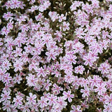 Phlox subulata 'Candy Stripe'