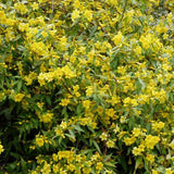 Carolina Jessamine - 3.5 inch Pots (Minimum Quantity: 25 Plants)