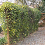 Carolina Jessamine - 3.5 inch Pots (Minimum Quantity: 25 Plants)