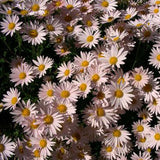 Dendranthema 'Sheffield Pink'