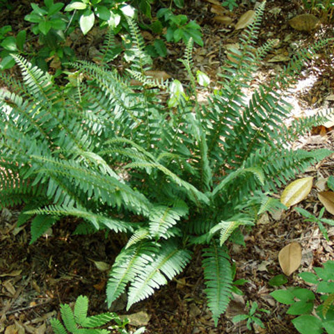 Christmas Fern - Polystichum acrosticoides