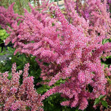 Astilbe Rheinland