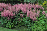Astilbe Rheinland in the landscape
