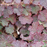 Creeping Raspberry foliage turns to burgundy shades in winter