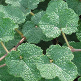 Creeping Raspberry foliage is highly textured