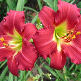 Hemerocallis 'Ruby Stella' (PPAF), Daylily
