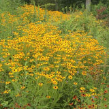 Field of Rudbeckia