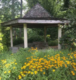 Rudbeckia and gazebo
