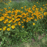 Rudbeckia group