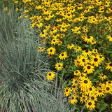 Rudbeckia 'Goldsturm' - Black-Eye-Susan