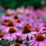 Echinacea purpurea