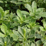 achysandra terminalis 'Silver Edge'