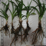 Bare root 'Stella d' Oro' daylily divisions