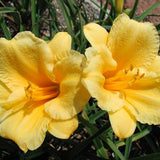 Hemerocallis 'Stella de Oro' flowers